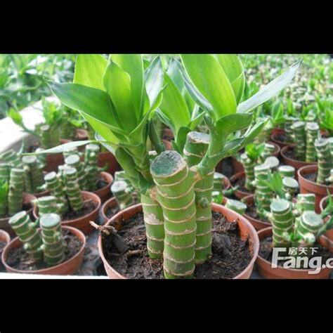 尖葉植物 風水